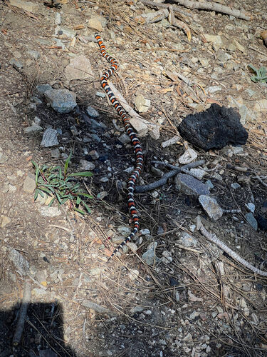 Luckily, I knew there were no coral snakes in California