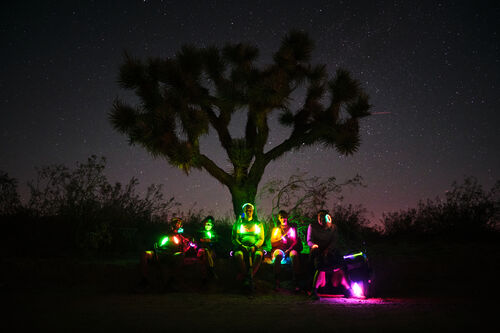 The "perfect" Joshua Tree