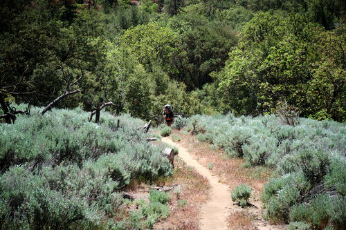 Black Widow coming down the trail