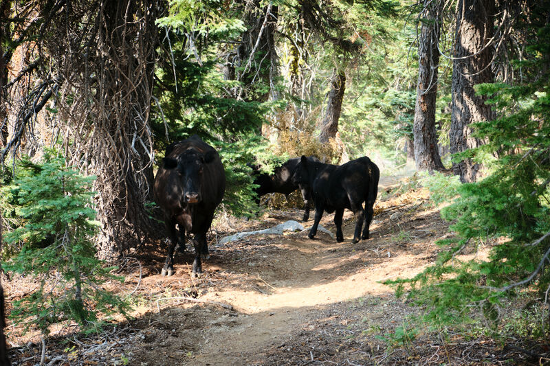 Only had Janika and these cows to chat with