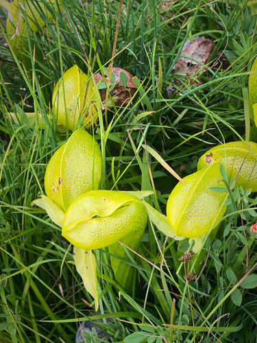 Carnivorous cobra lilies