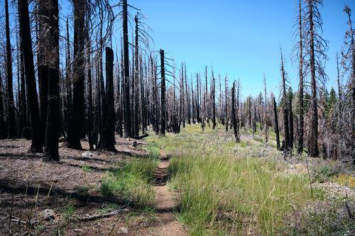 Entering the largest burn of the PCT